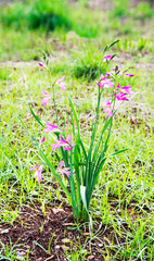 Gladiolus palustris - marsh gladiolus or sword lily – in bloom.