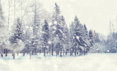 Winter forest landscape. Tall trees under snow cover. January frosty day in the park.