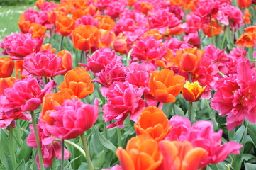 Fioletowe tulipany kwitnące w wiosennym ogrodzie