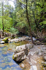 Mountain landscape with forest and a brook.