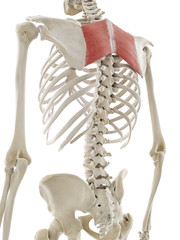 3d rendered medically accurate illustration of the rhomboid major