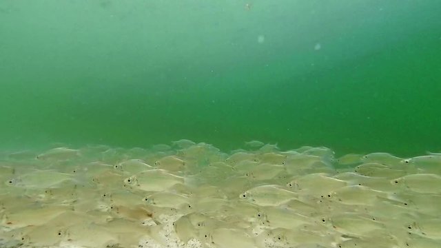 Live in the lake - shoal of  silver bream