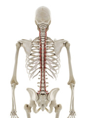 3d rendered medically accurate illustration of rotatores muscles