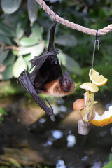 Malaya Flugfuchs mit Obst