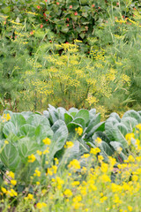 Fototapeta premium Planting and growing vegetables in the field