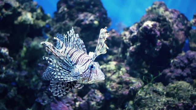 Red lionfish swimming. Scuba diving adventure underwater with tropical lion fish. Lionfish in the aquarium