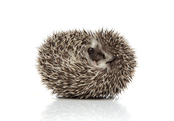 ute african hedgehog rolling back and having fun