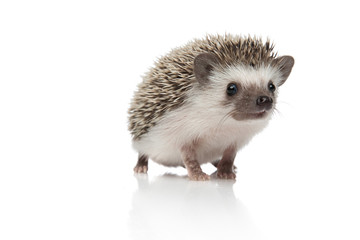 happy african hedgehog standing on white background