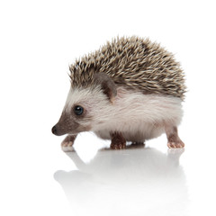 cute african hedgehog looking to side and searching