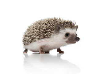 side view of curious african hedgehog searching