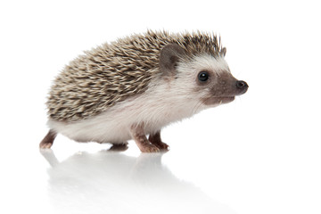 side view of cute african hedgehog looking to side