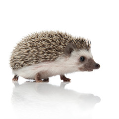 side view of cute african hedgehog searching