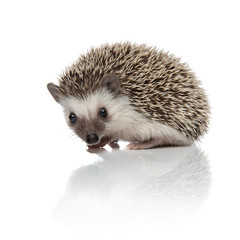 side view of cute african hedgehog searching and exploring © Viorel Sima