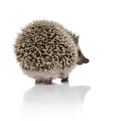 back view of cute african hedgehog walking © Viorel Sima