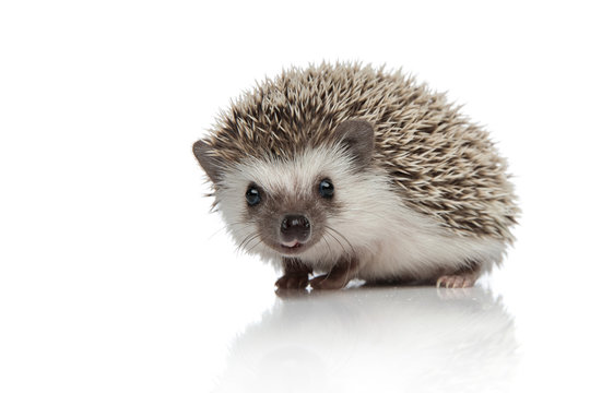 side view of adorable african hedgehog searching