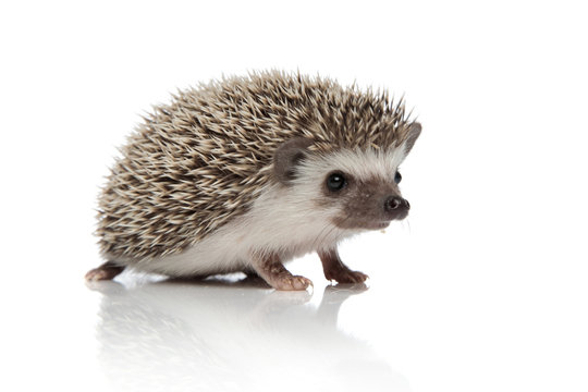 cute african hedgehog walking on white background