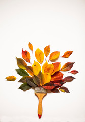 paint brush in the colors of autumn. brush from foliage of autumn colors. Autumn cherry leaves. concept: autumn creative, sale, Black Friday. copy space. isolate on white.