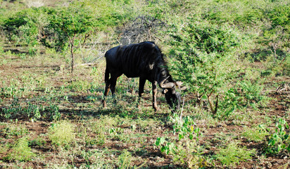 Wild Wildebeest in South Africa