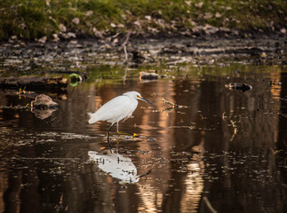Contaminación de botellas plásticas en el lago.