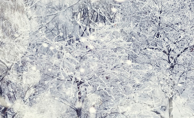 Winter forest landscape. Tall trees under snow cover. January frosty day in the park.