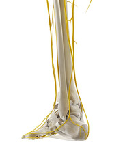 3d rendered medically accurate illustration of the nerves of the foot