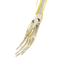 Obraz na płótnie Canvas 3d rendered medically accurate illustration of the nerves of the hand