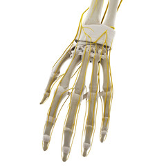 3d rendered medically accurate illustration of the nerves of the hand