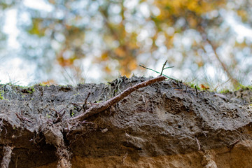 View of the autumn forest from the pit