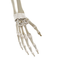 3d rendered medically accurate illustration of the ligaments of the hand