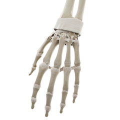 3d rendered medically accurate illustration of the ligaments of the hand