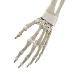 3d rendered medically accurate illustration of the ligaments of the hand