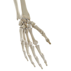 3d rendered medically accurate illustration of the bones of the hand