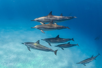 Pod of dolphins swimming over sand in ocean
