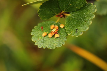 Seeds of the dwarf birch (Betula nana) on leaf