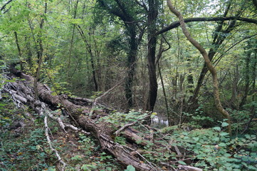 nature