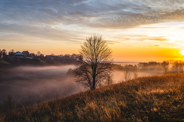 Autumn tree without leaves in the center of the frame at dawn. Beautiful autumn dawn.