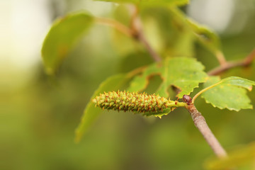 The downy birch (Betula pubescens) with ripening catkins