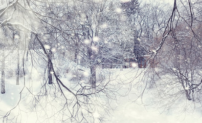 Winter forest landscape. Tall trees under snow cover. January frosty day in the park.