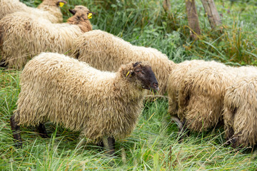 Sheep grazing in their rural setting