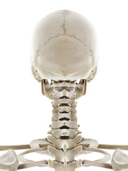 3d rendered medically accurate illustration of the skeletal head