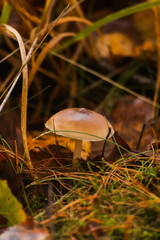 Wild mushroom