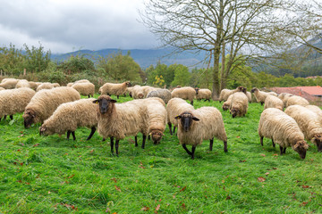Naklejka na ściany i meble Rebaño de ovejas pastando en una zona rural