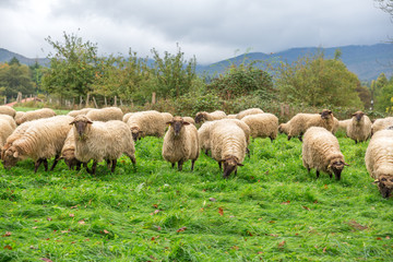 Rebaño de ovejas pastando en una zona rural