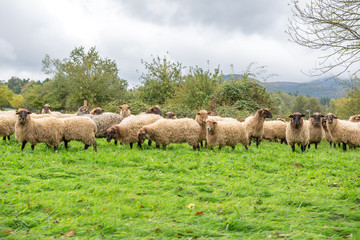 Sheep grazing in their rural setting