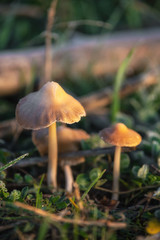 Hallucinogenic Liberty Cap Mushrooms or Psilocybe semilanceata in the green grass background close up .