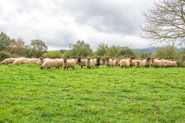 Sheep grazing outdoors