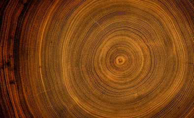 Old wooden tree cut surface. Detailed warm dark brown and orange tones of a felled tree trunk or...