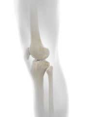 3d rendered medically accurate illustration of the skeletal knee