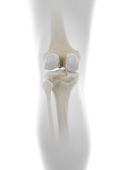 3d rendered medically accurate illustration of the skeletal knee
