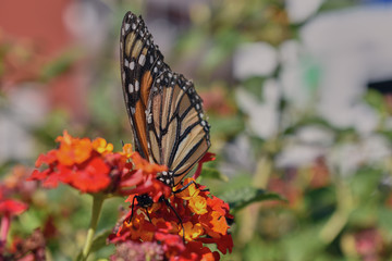 macro angle of a butterfly feeding on a bush
